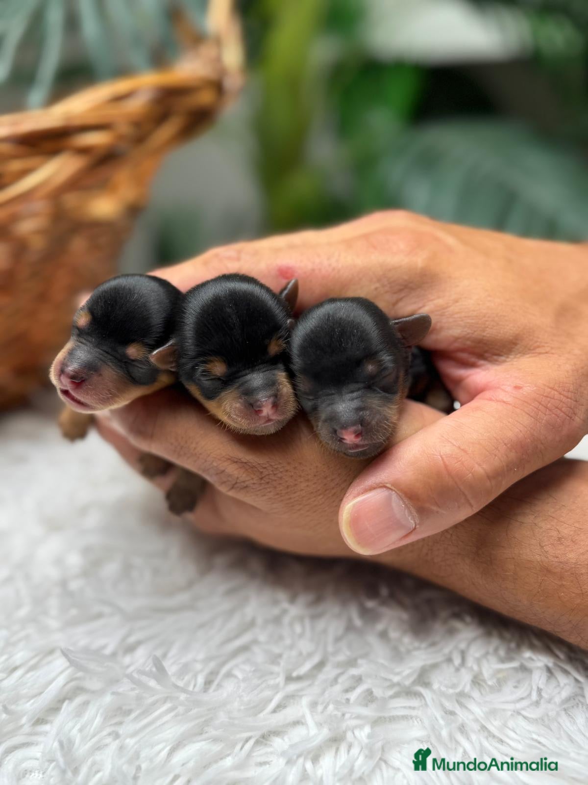 Yorkshire Terrier perros en venta: YORKSHIRE TERRIER - Anuncio 10