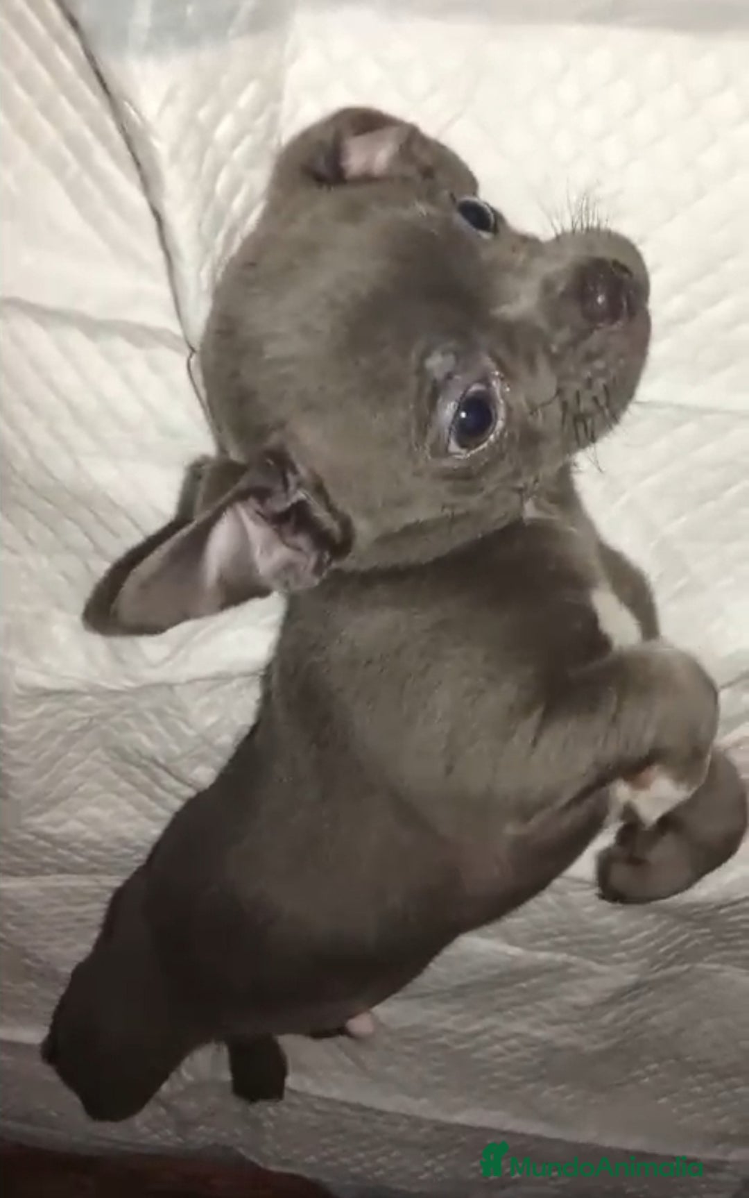 Chihuahua perros en venta: Chihuahua  - Anuncio 2