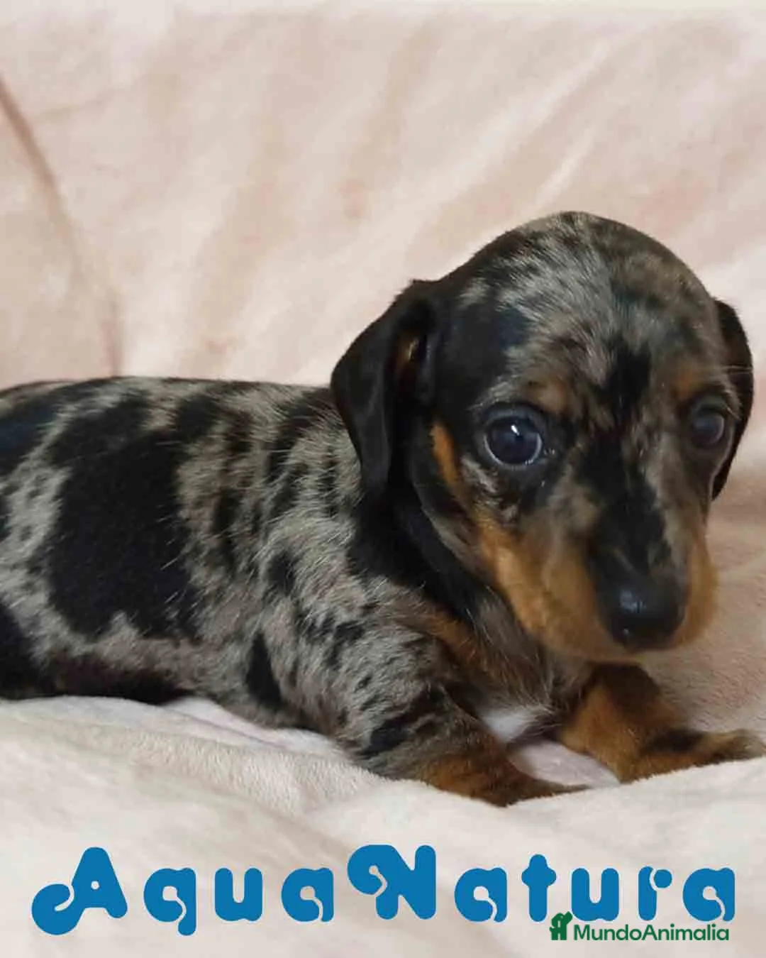 Teckel Miniatura perros en venta: Teckel Hembra de Tria y Tilo 1761 AQUANATURA - Anuncio 5