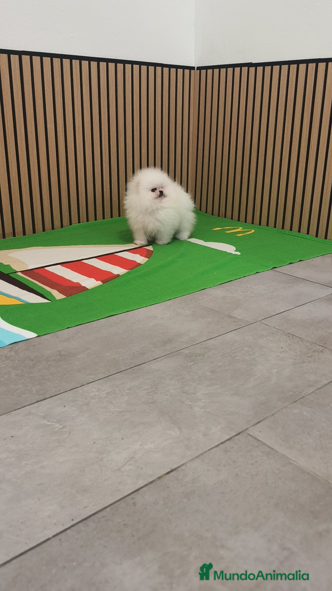 Pomerania perros Pomerania TOY Blanco nuclear ♂️ excelente  - Anuncio 1