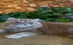 Persa gatos en venta: Macho Persa Rojo Tabby - Imagen 3