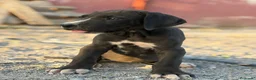 Dogo Alemán perros en venta: Dogo alemán / gran danés  - Anuncio 4
