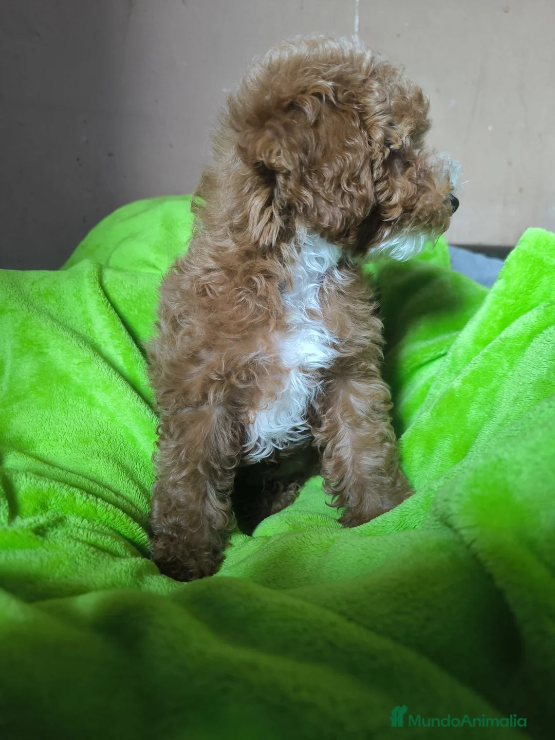 Caniche Toy perros en venta: Cachorro Caniche toy  - Anuncio 6