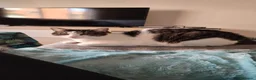 Europeo de Pelo Corto gatos en adopcion: Busco nuevo hogar para mis gatos  - Anuncio 7