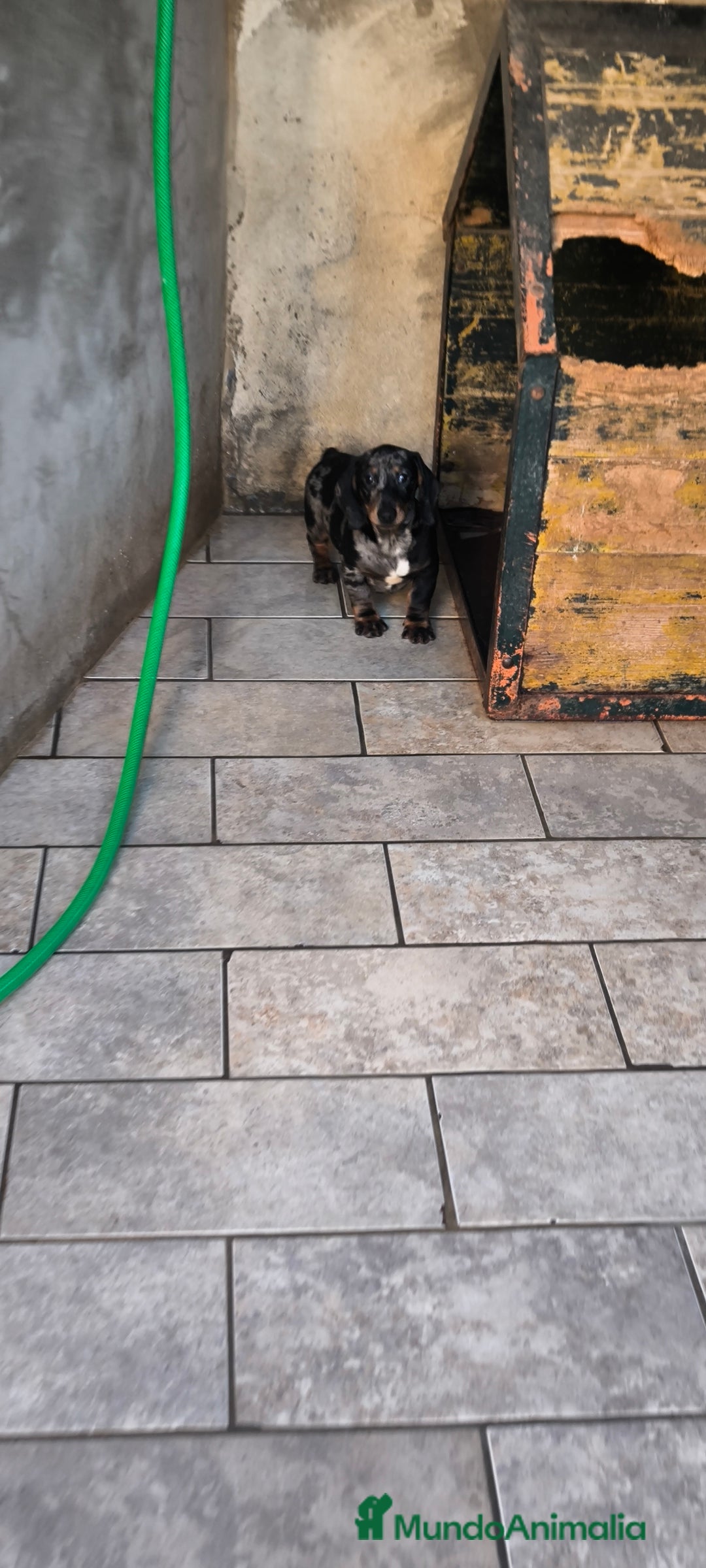 Teckel Miniatura perros en venta: teckel miniatura arlequín plata  - Anuncio 4