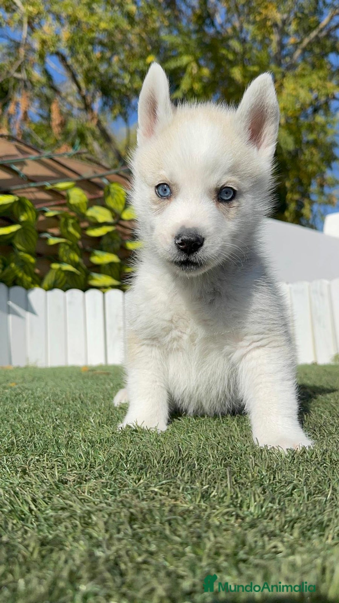 Husky Siberiano perros en venta: HUSKY  - Anuncio 18