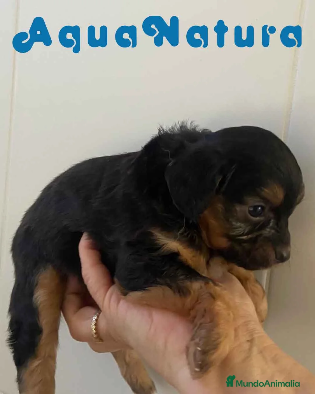 Chihuahua perros en venta: Chihuahua Macho 2 de Reina y Choc AQUANATURA - Anuncio 5