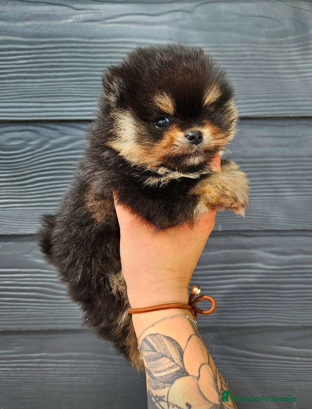 Pomerania perros Precioso pomerania americano  - Anuncio 2