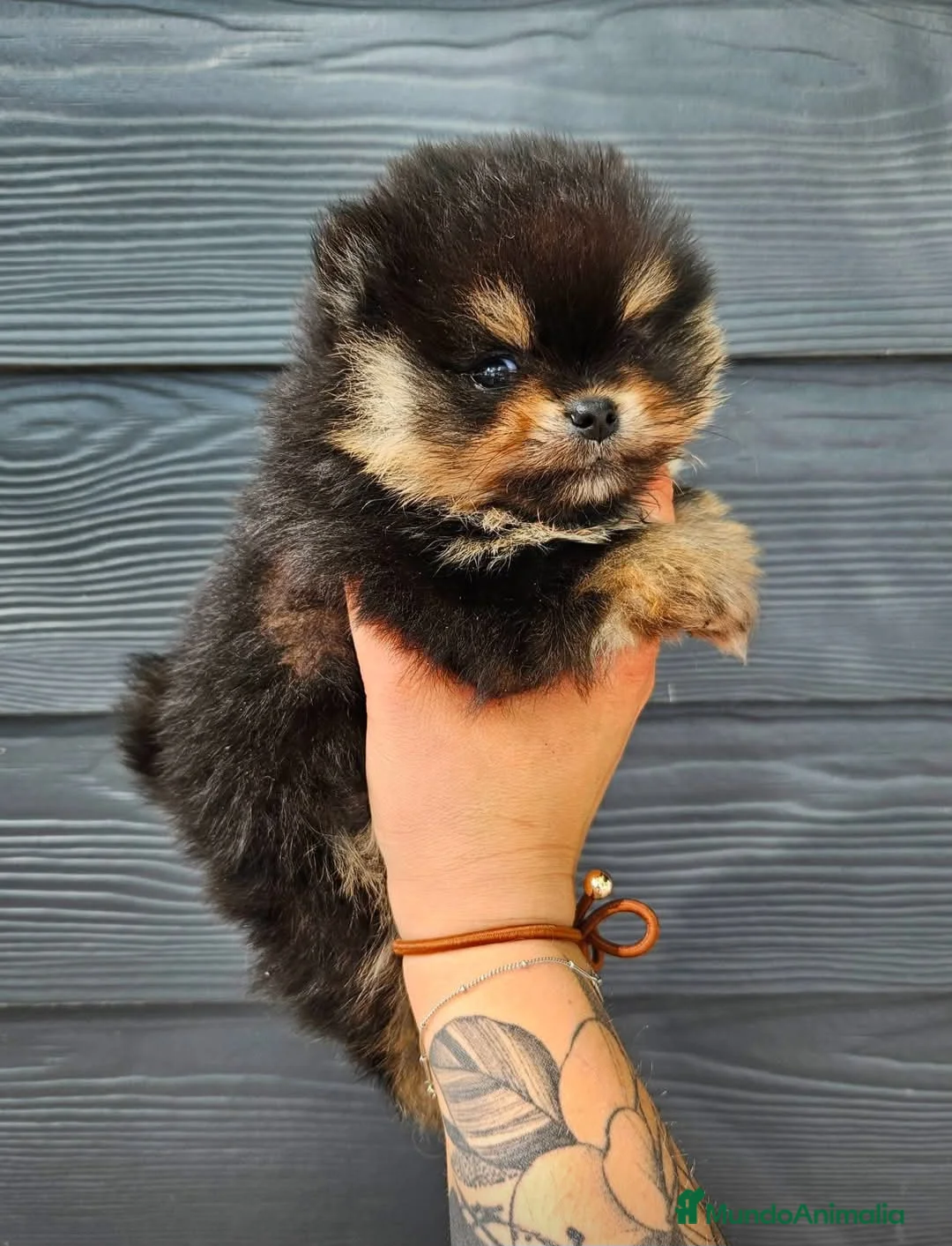 Pomerania perros en venta: Precioso pomerania americano  - Anuncio 1