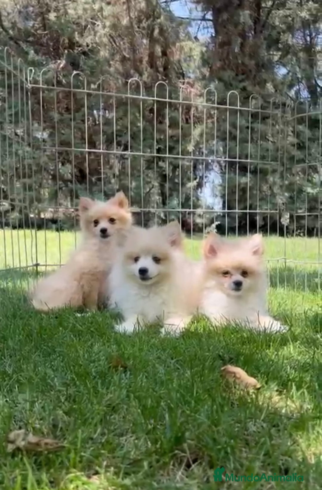 Pomerania perros en venta: Pomerania  - Anuncio 2