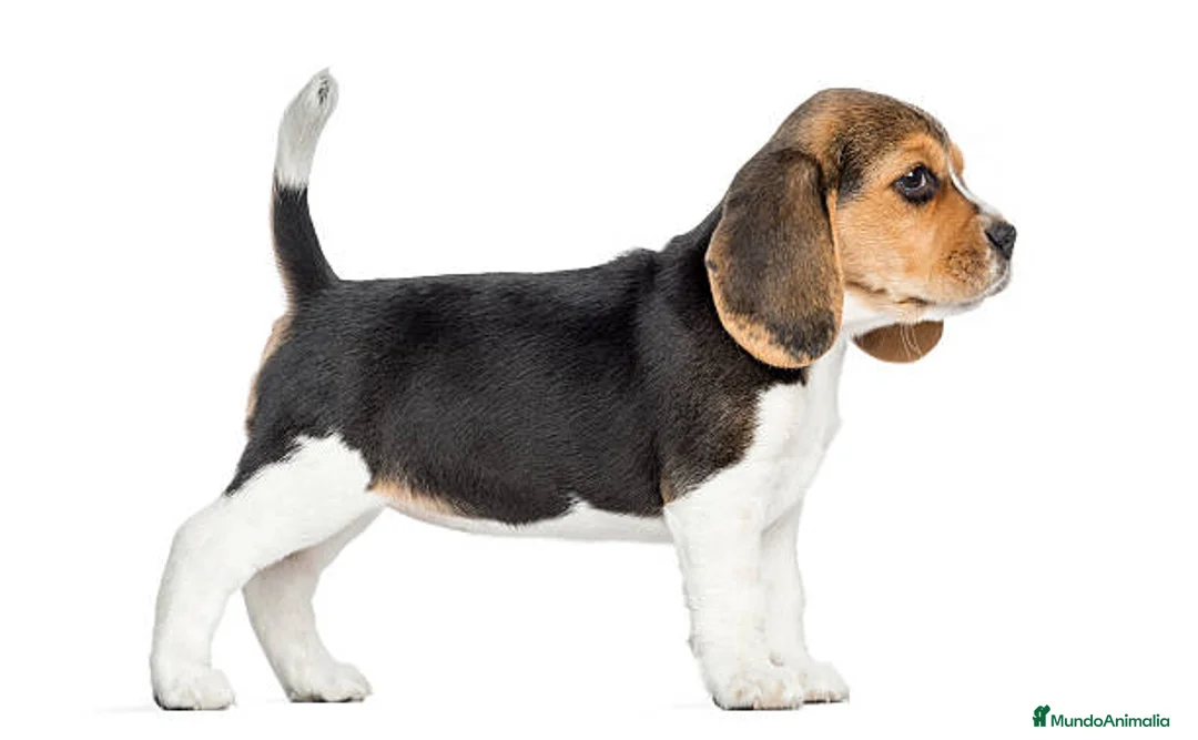 Beagle perros en venta: BEAGLE MALAGA  en Ciudad Real - Anuncio 4