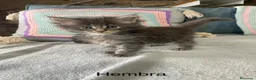 Maine Coon gatos en venta: Black tabby y Blue tabby - Anuncio 2