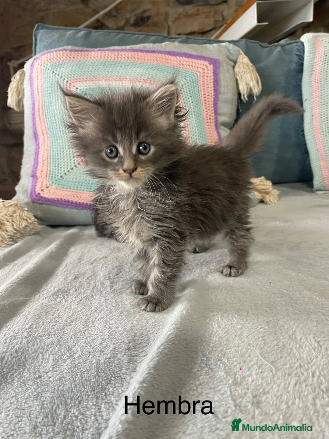 Maine Coon gatos en venta: Black tabby y Blue tabby - Anuncio 2