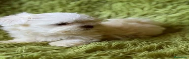 Bichón Maltés 1