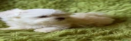 Bichón Maltés perros en venta: BICHÓN MALTES MINI TOY COREANO - Anuncio 2