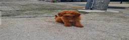 Goldendoodle perros en venta: Goldendoodle - Anuncio 5