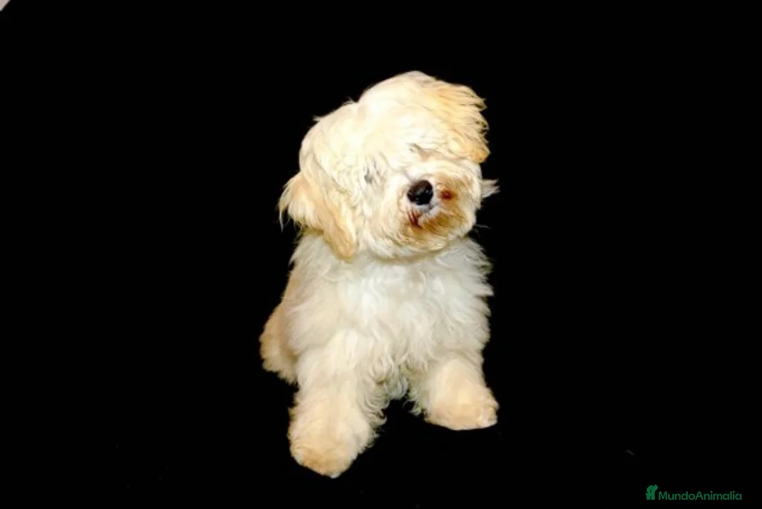 Imagen de galería {{count}}