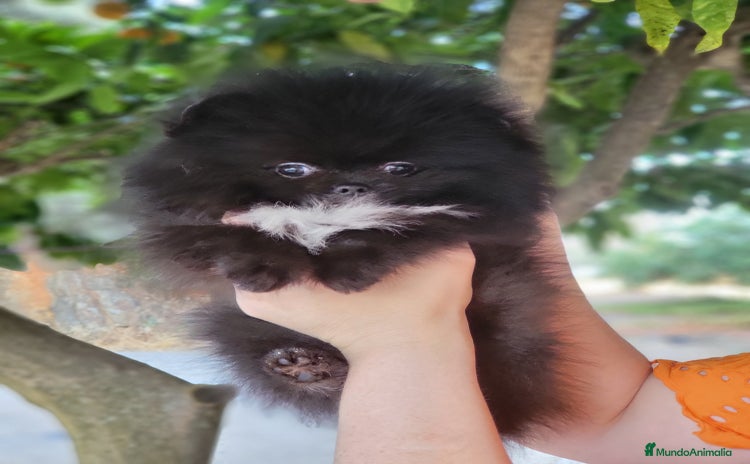 Pomerania perros - Propaganda 1