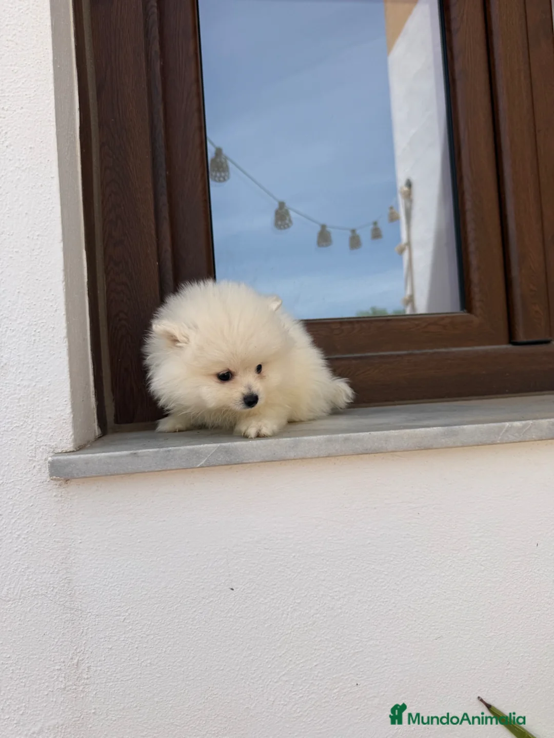 Pomerania perros en venta: Pomerania macho  - Anuncio 6