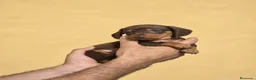 Teckel Miniatura perros en venta: Teckel chocolate unicos inigualables - Anuncio 2