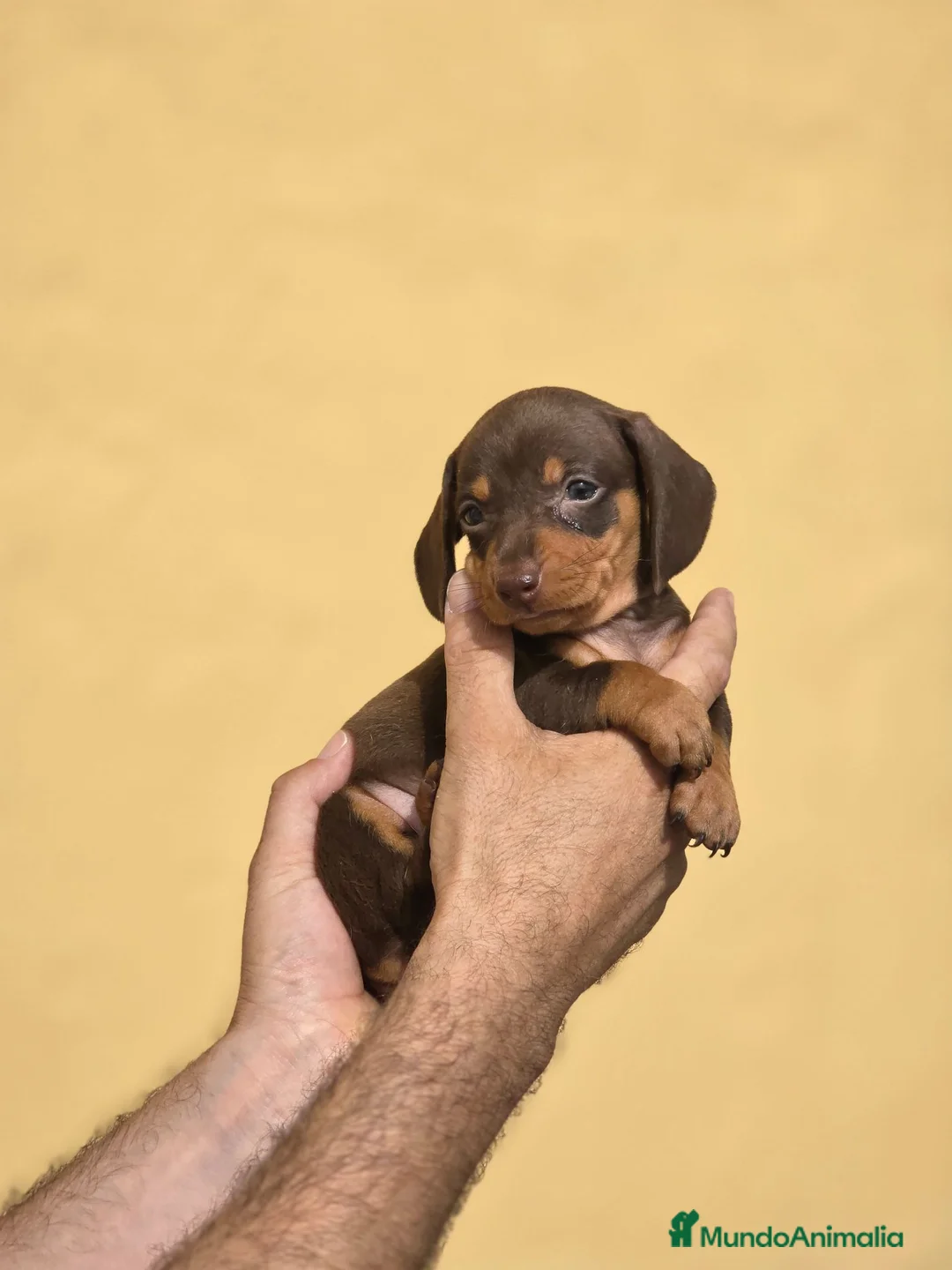 Teckel Miniatura perros en venta: Teckel chocolate unicos inigualables - Anuncio 2