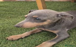 Pinscher Miniatura perros en venta: Mini-pinscher blue Macho  - Imagen 1