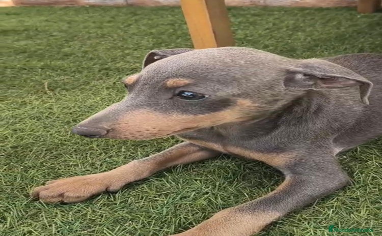Pinscher Miniatura perros - Propaganda 15