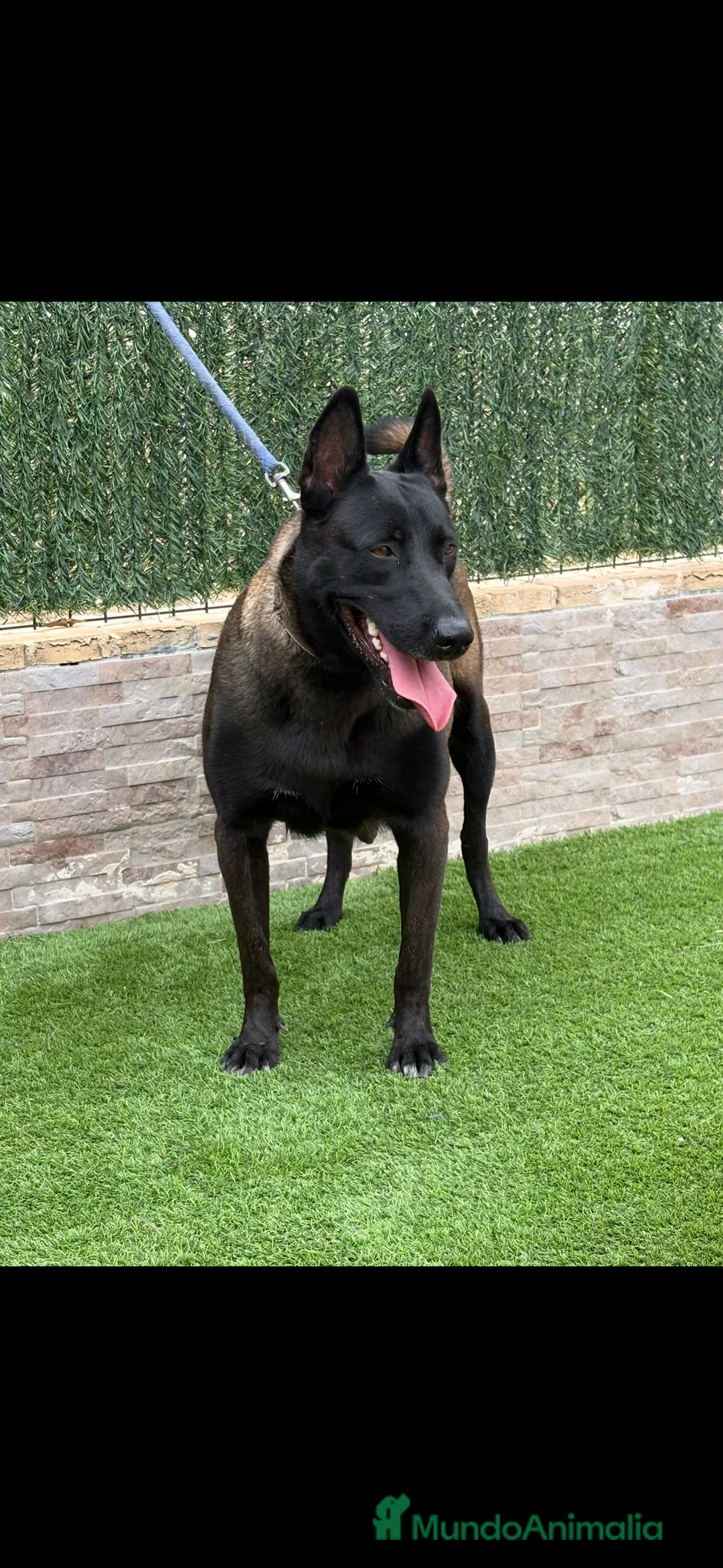 Pastor Belga Malinois perros en venta: Cachorros de Malinois carbonados  - Anuncio 2