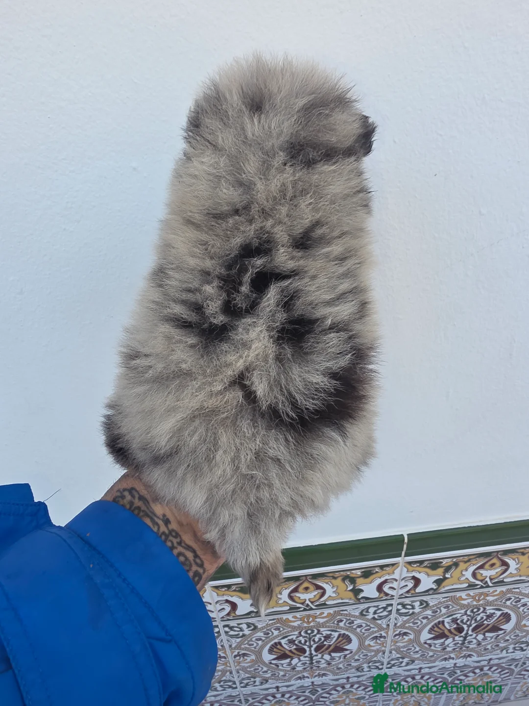 Pomerania perros en venta: Lulus pomerania exoticos - Anuncio 2