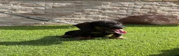 Teckel perros en venta: Cachorro  teckel  - Anuncio 1