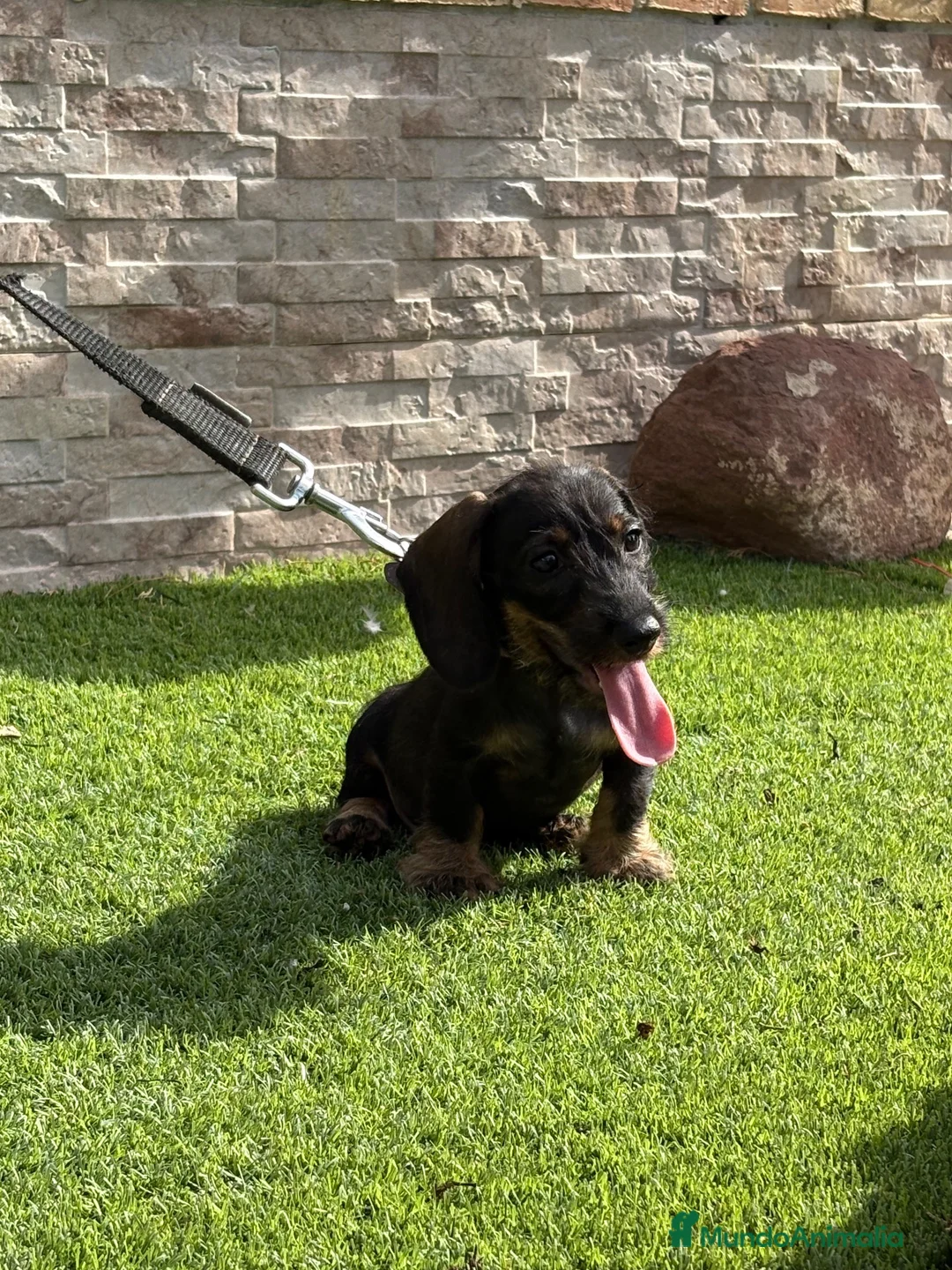 Teckel perros en venta: Cachorro  teckel  - Anuncio 1