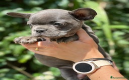 Bulldog Francés perros en venta: Bulldog francés Blue sólido  - Imagen 4