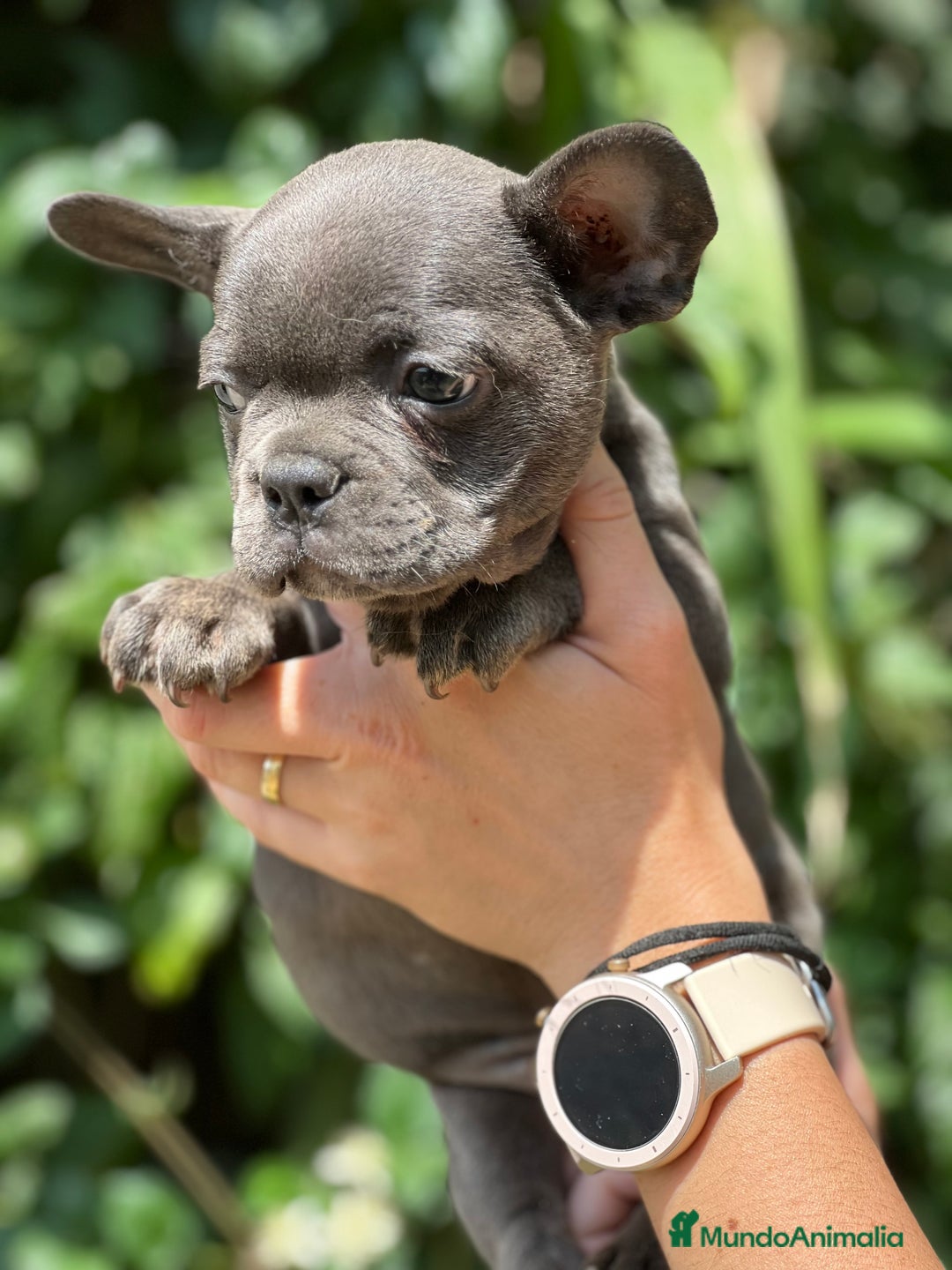 Bulldog Francés perros en venta: Bulldog francés Blue sólido  - Imagen 4