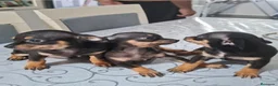 Chihuahua perros en venta: Chihuahuas  - Anuncio 2