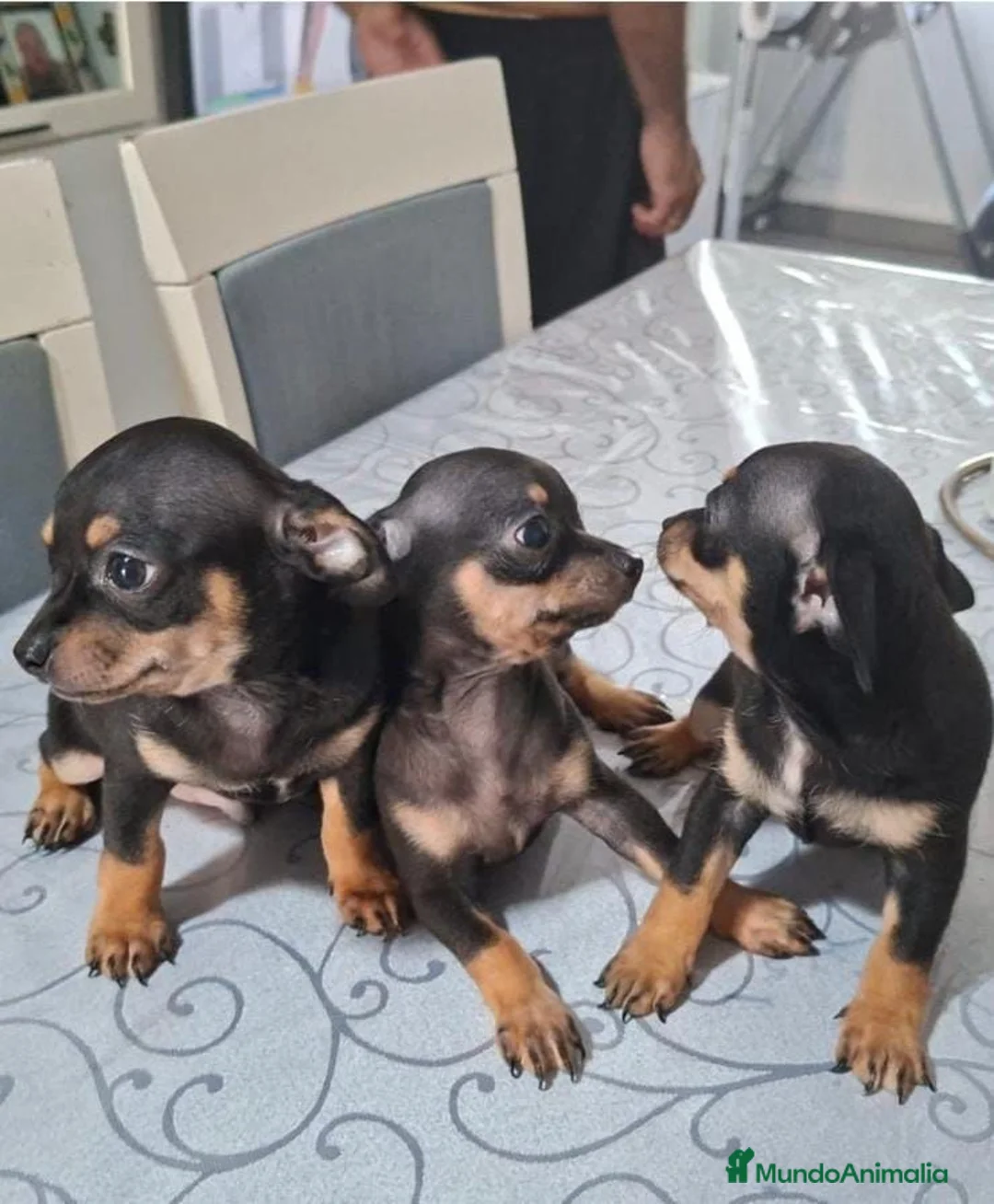Chihuahua perros en venta: Chihuahuas  - Anuncio 2