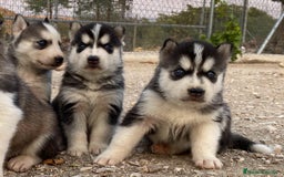 Husky Siberiano perros en venta: Husky Siberiano  - Imagen 4