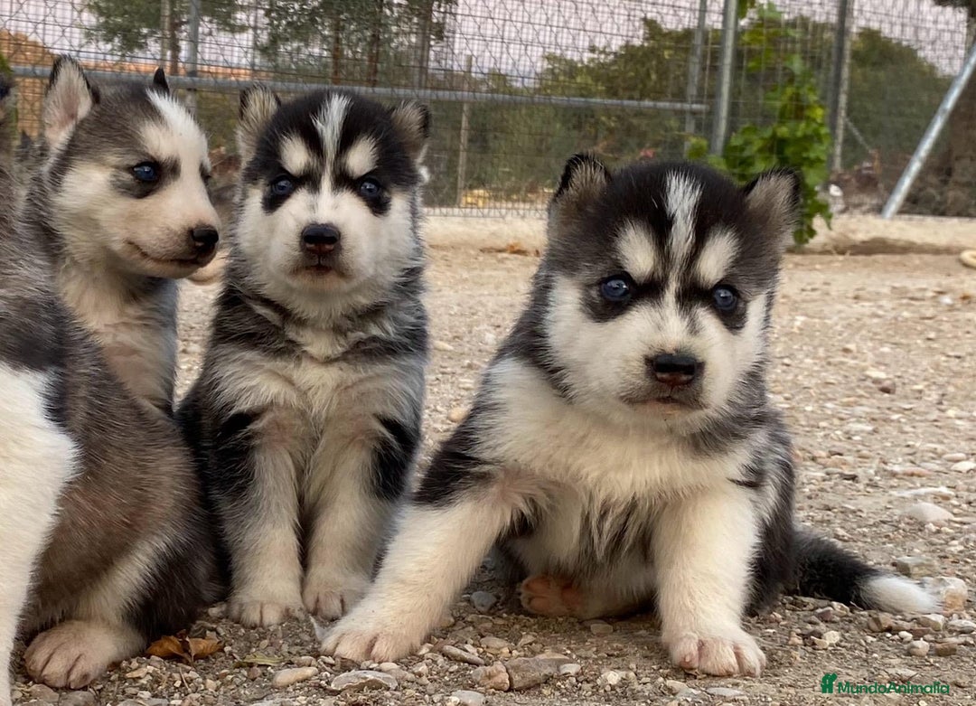 Husky Siberiano perros en venta: Husky Siberiano  - Imagen 4