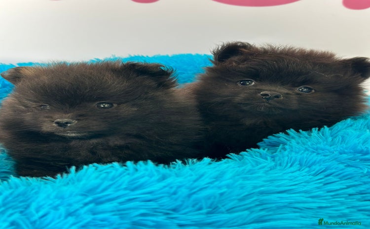 Pomerania perros - Propaganda 1
