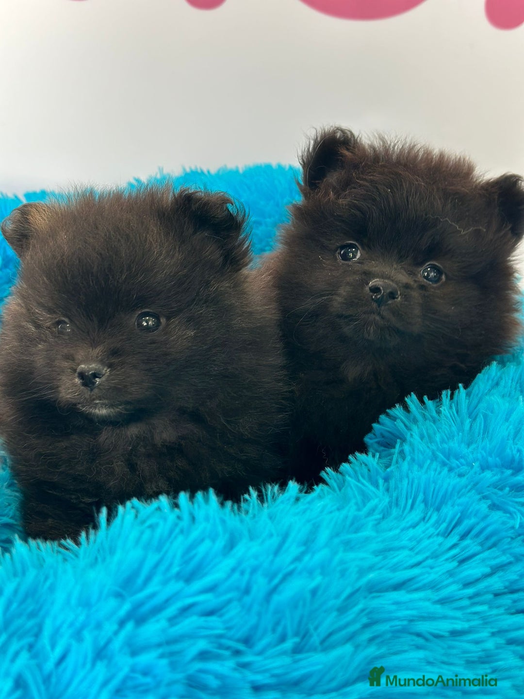 Pomerania perros en venta: POMERANIA - Imagen 1