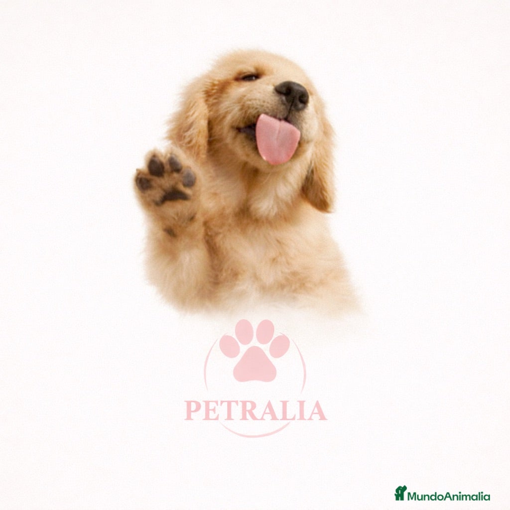 Labrador Retriever perros  LABRADORES DISPONIBLES 🐾 - Anuncio 2