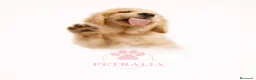 Labrador Retriever perros en venta:  LABRADORES DISPONIBLES 🐾 - Anuncio 1