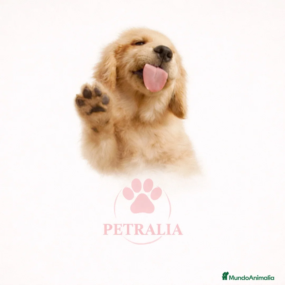 Labrador Retriever perros en venta:  LABRADORES DISPONIBLES 🐾 - Anuncio 1