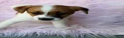 Jack Russell Terrier perros en venta: Camada Jack russell🐾 - Anuncio 10