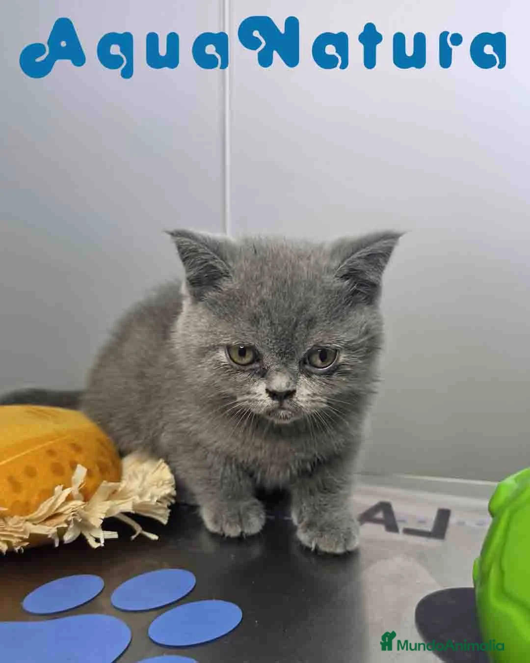 Británico de Pelo Corto Azul gatos en venta: British Hembra 6346 AQUANATURA - Anuncio 2