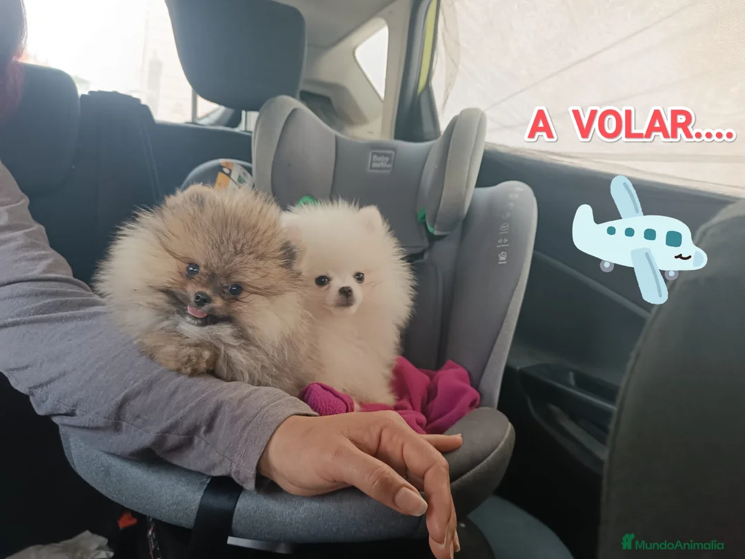Pomerania perros en venta: POMERANIAS PRECIOSOS - Anuncio 1