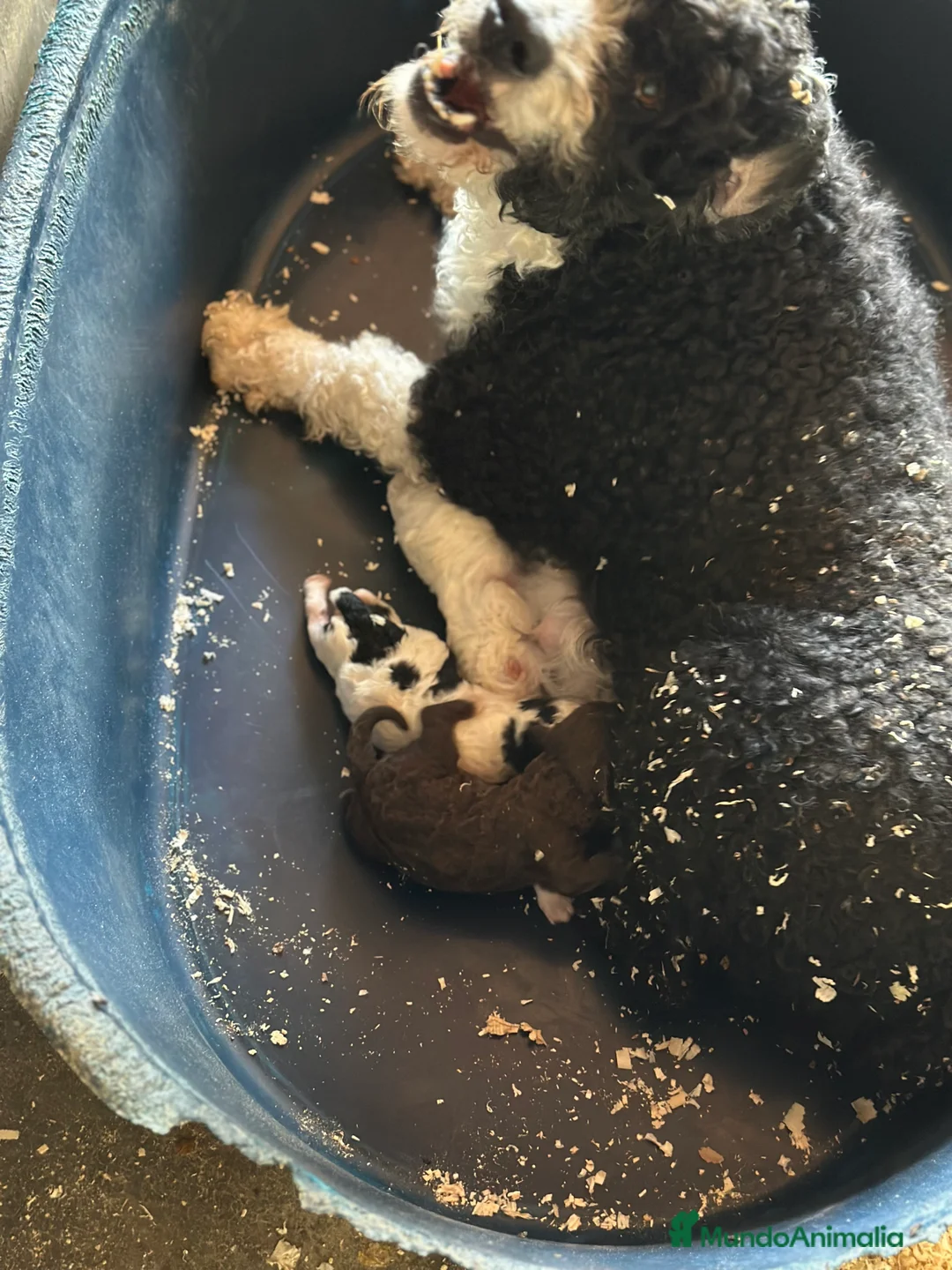 Perro de Agua Español perros en venta: PERRO DE AGUA ESPAÑOL - Anuncio 4