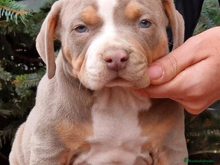American Bully perros en Sevilla - Anuncio 20