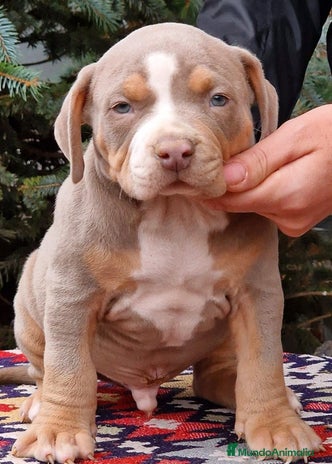 American Bully perros en Sevilla - Anuncio 15