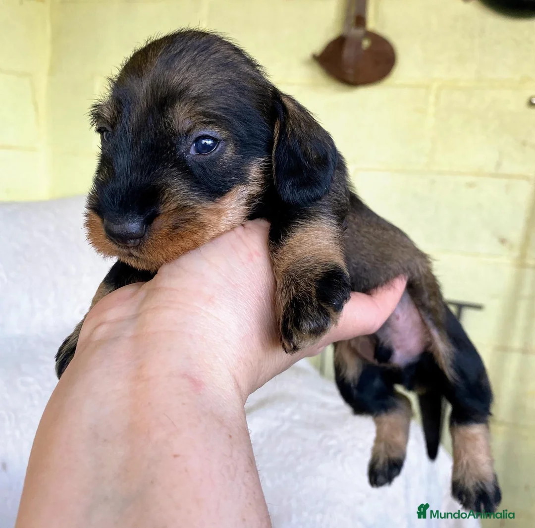 Teckel perros en venta: Teckel de pelo duro - Anuncio 2