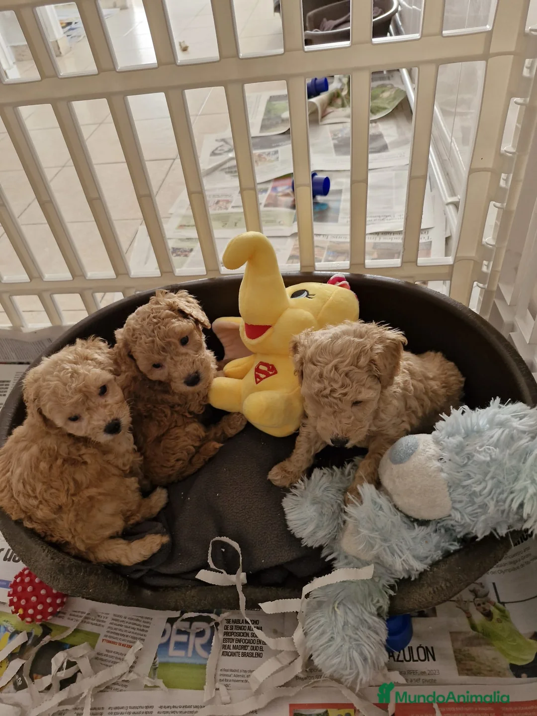 Caniche Toy perros en venta: Caniches preciosos  en Barcelona - Anuncio 3